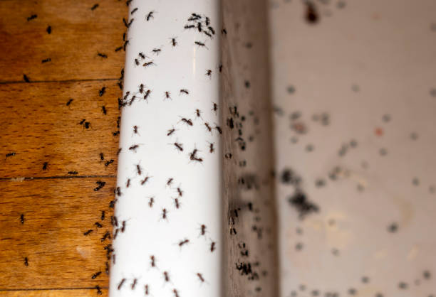 Pest Prevention Services in North Fork, CA
